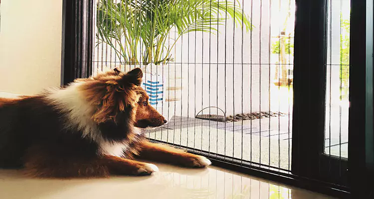 Sliding Screen Pet Door Repair in Cape Coral, FL