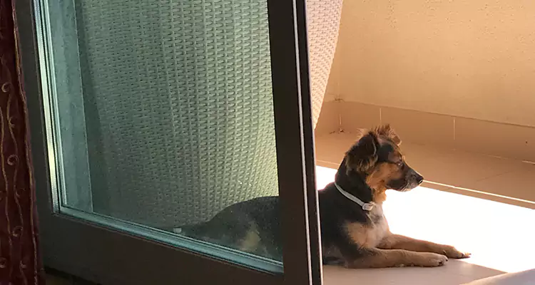 French Door Pet Screen Repair in Cape Coral, FL